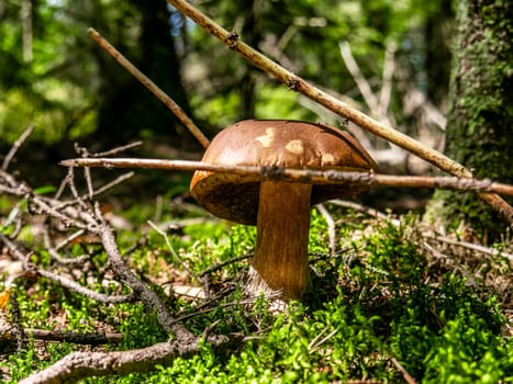 Beautiful mushroom hog growing in the grass