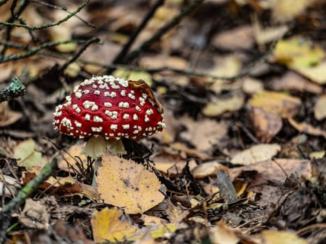 Beautiful mushroom hog growing in the grass