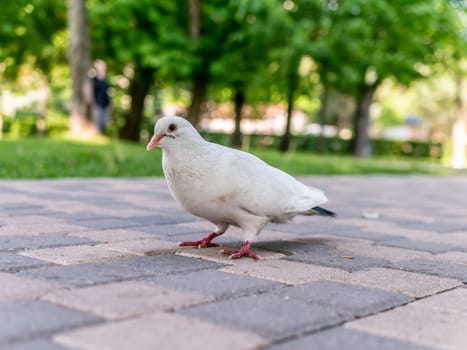 A beautiful white pigeon on the road of the city park. general plan