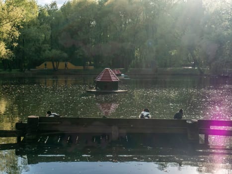 Ducks are sitting by the pond admiring the surroundings and enjoying the warm weather on a sunny summer day. color nature