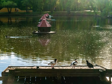 Ducks are sitting by the pond admiring the surroundings and enjoying the warm weather on a sunny summer day. color nature