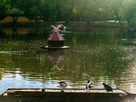 Ducks are sitting by the pond admiring the surroundings and enjoying the warm weather on a sunny summer day. color nature