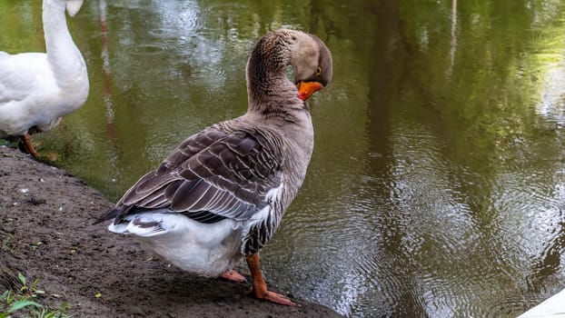 gray goose cleans itself on the bank of the river