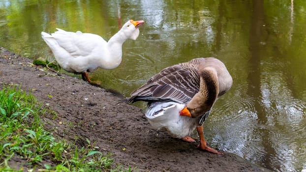 big geese on the river bank