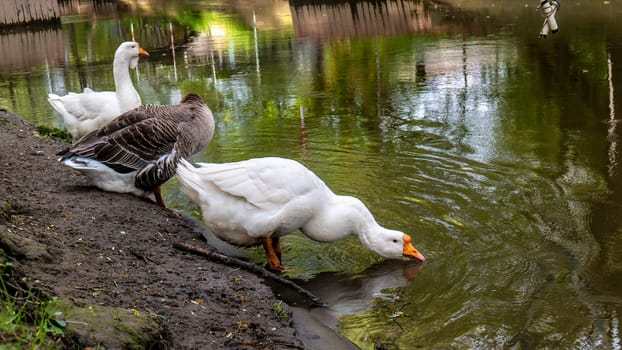 big geese on the river bank