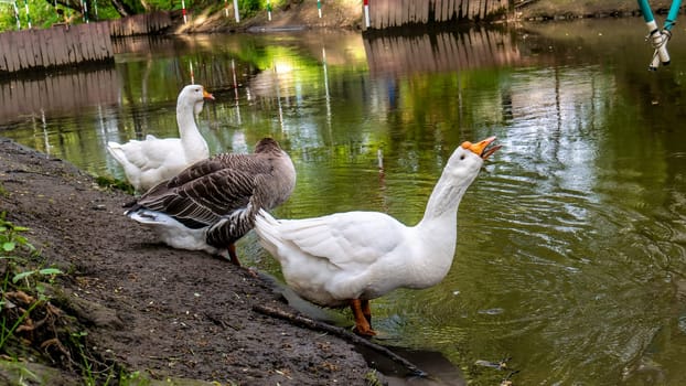 big geese on the river bank