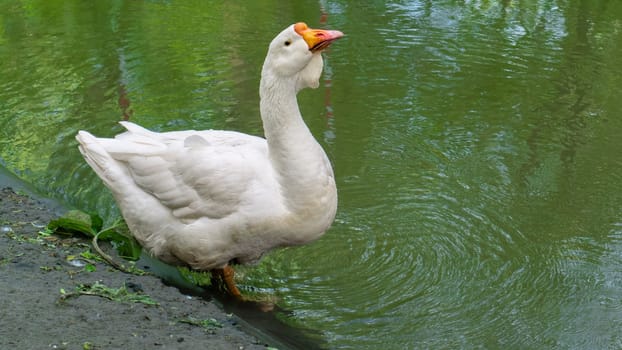 big geese on the river bank