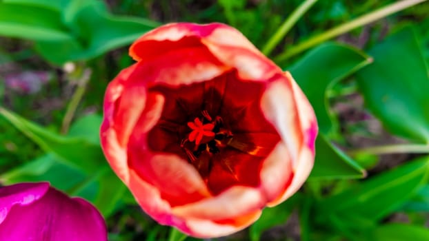 Red tulip bud close up in garden. view on top