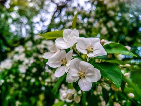 apple blossom close - up . spring background. natural color
