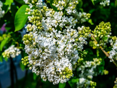 A branch of white lilac during flowering the summer. natural color