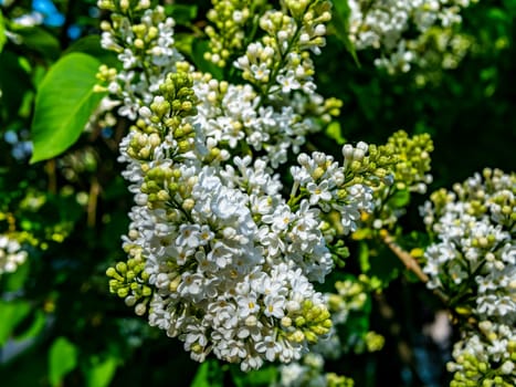 A branch of white lilac during flowering the summer. natural color