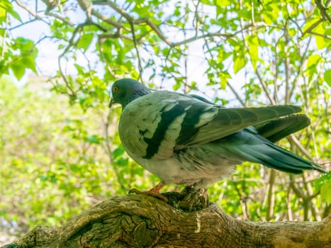 A gray pigeon sits on a lilac tree