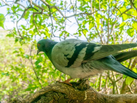 A gray pigeon sits on a lilac tree