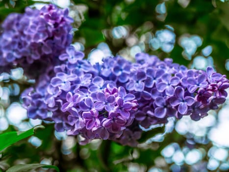 A branch of lilac during flowering the summer. natural color