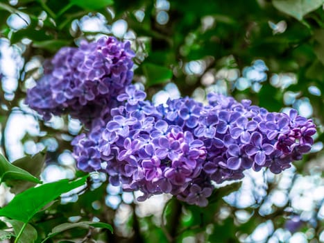 A branch of lilac during flowering the summer. natural color