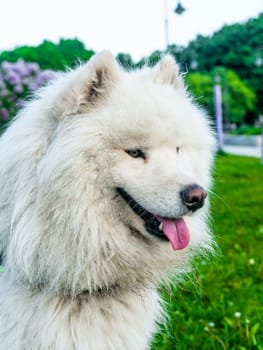 Portrait of white fluffy dog close-up on the street.