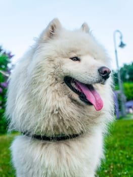 Portrait of white fluffy dog close-up on the street.