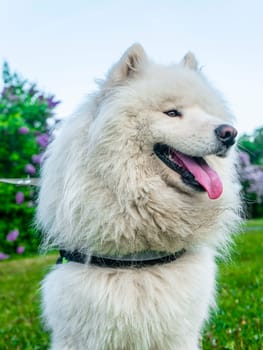 Portrait of white fluffy dog close-up on the street.