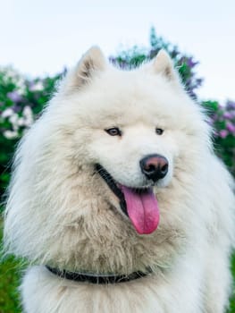 Portrait of white fluffy dog close-up on the street.