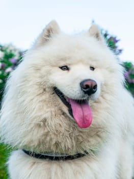 Portrait of white fluffy dog close-up on the street.