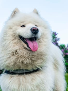 Portrait of white fluffy dog close-up on the street.