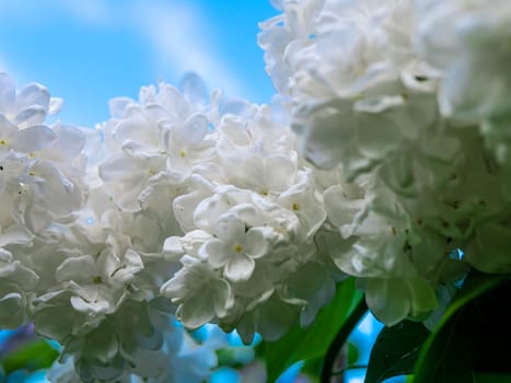 A branch of lilac during flowering the summer. natural color