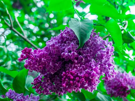 A branch of lilac during flowering the summer. natural color
