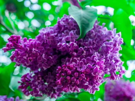 A branch of lilac during flowering the summer. natural color