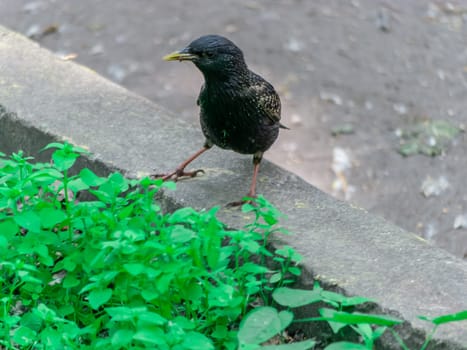 Bird starling sitting on the curb