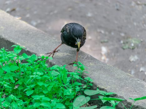 Bird starling sitting on the curb