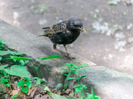 Bird starling sitting on the curb