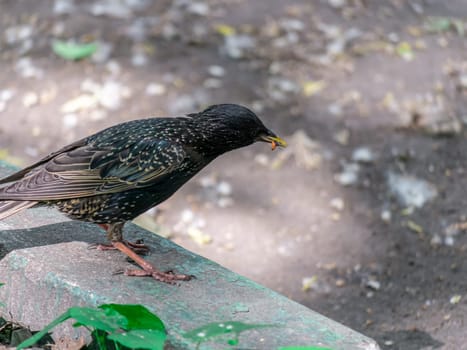 Bird starling sitting on the curb