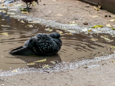 one single dove pigeon sitting in a water of puddle with reflection