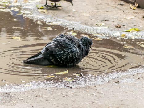 one single dove pigeon sitting in a water of puddle with reflection