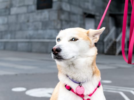 Close-up portrait of a white dog with heterochromia. Eyes of different colors. Unusual, special