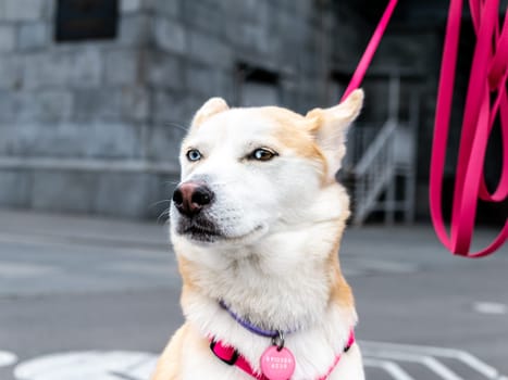 Close-up portrait of a white dog with heterochromia. Eyes of different colors. Unusual, special