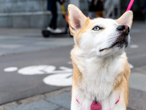 Close-up portrait of a white dog with heterochromia. Eyes of different colors. Unusual, special