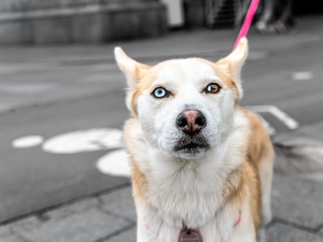 Close-up portrait of a white dog with heterochromia. Eyes of different colors. Unusual, special