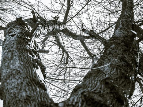 Tree branches a cold winter day. Black and white photo.