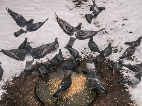 Pigeons eat scattered seeds. Feeding a flock of pigeons. City birds. Selective soft focus