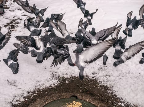 Pigeons eat scattered seeds. Feeding a flock of pigeons. City birds. Selective soft focus