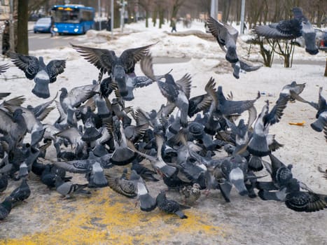 Pigeons eat scattered seeds. Feeding a flock of pigeons. City birds. Selective soft focus