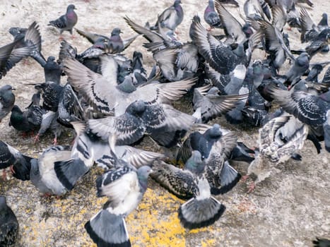 Pigeons eat scattered seeds. Feeding a flock of pigeons. City birds. Selective soft focus