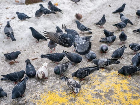 Pigeons eat scattered seeds. Feeding a flock of pigeons. City birds. Selective soft focus