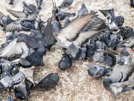 Pigeons eat scattered seeds. Feeding a flock of pigeons. City birds. Selective soft focus