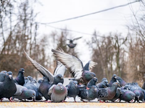 Pigeons eat scattered seeds. Feeding a flock of pigeons. City birds. Selective soft focus