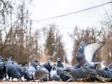 Pigeons eat scattered seeds. Feeding a flock of pigeons. City birds. Selective soft focus