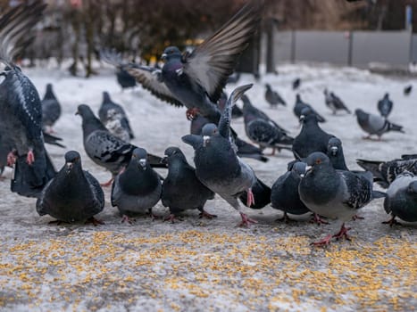 Pigeons eat scattered seeds. Feeding a flock of pigeons. City birds. Selective soft focus