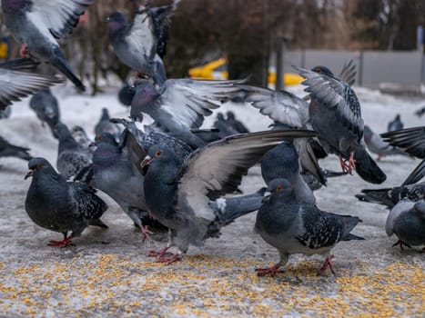 Pigeons eat scattered seeds. Feeding a flock of pigeons. City birds. Selective soft focus