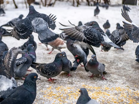 Pigeons eat scattered seeds. Feeding a flock of pigeons. City birds. Selective soft focus